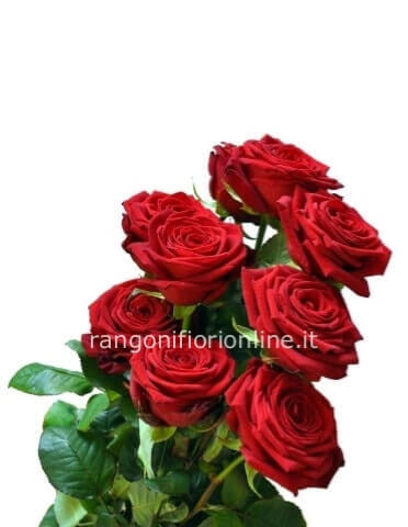 Rose rosse gambo lungo
